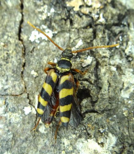 Leptura aurulenta